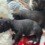 a group of puppies sleeping on a blanket