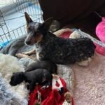 a dog lying next to a puppy