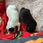 two puppies sleeping on a blanket