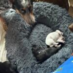 a group of dogs lying on a dog bed