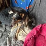 a dog sitting on a dog bed