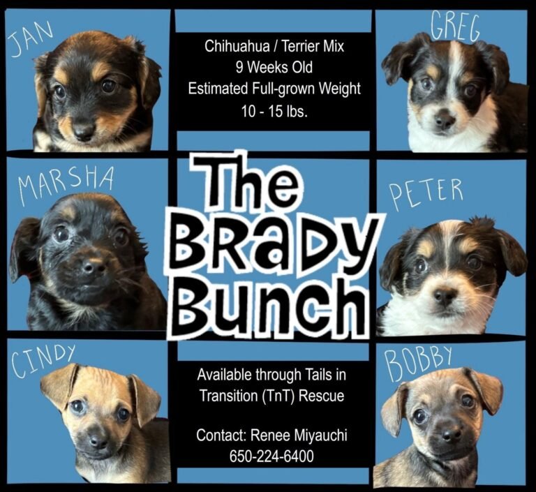 The Brady Bunch image